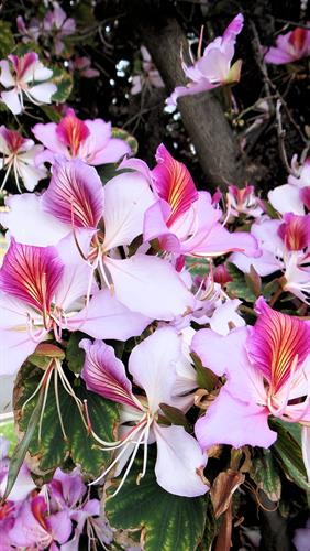 Flowers in Jericho, QLD.